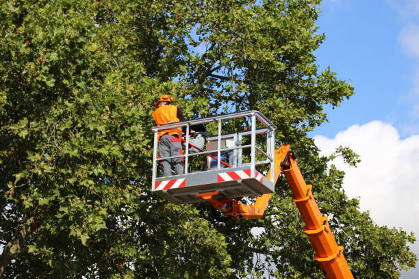 Best Tree Root Removal  in Chehalis, WA